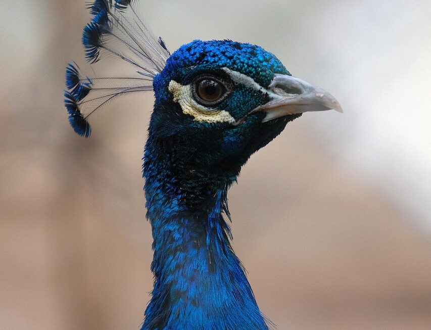 Tendências de Acessórios Femininos 2026: Elevando Seu Estilo com Elegância